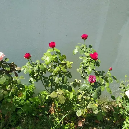 Oasis Akkoey Samanli