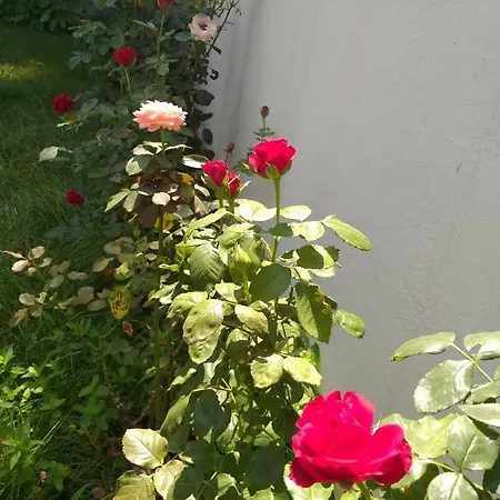 Oasis Akkoey *